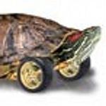 Turtle Transit, Inc. logo