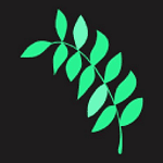 Branch Leaf Digital logo